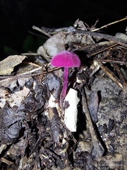 Pseudobaeospora