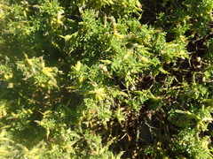 Melolobium candicans