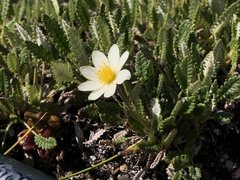 Dryas ajanensis