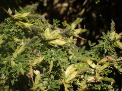 Melolobium candicans