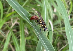 Sphex habenus