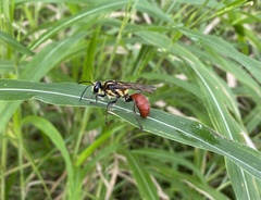 Sphex habenus