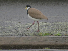 Vanellus miles novaehollandiae