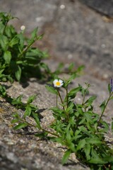 Erigeron karvinskianus