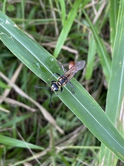 Sphex habenus
