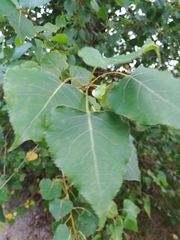 Populus