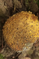 Scleroderma
