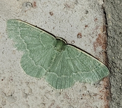 Chlorochlamys