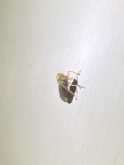 Cicadellidae
