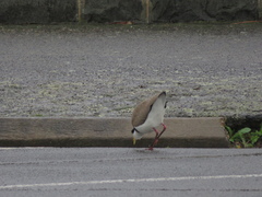 Vanellus miles novaehollandiae
