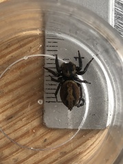 Hasarius adansoni
