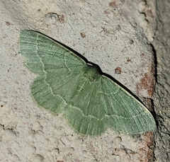 Chlorochlamys