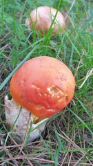 Amanita caesarea