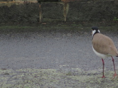 Vanellus miles novaehollandiae