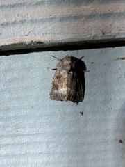 Papaipema nebris
