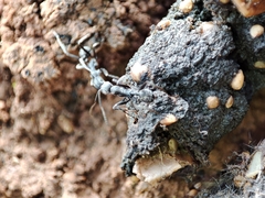 Aphaenogaster senilis