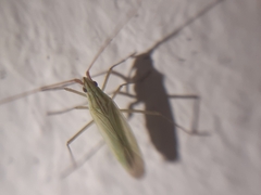 Trigonotylus