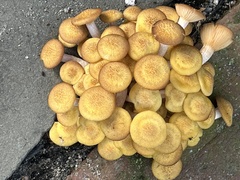 Desarmillaria caespitosa
