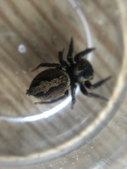 Hasarius adansoni