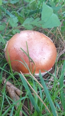 Amanita caesarea