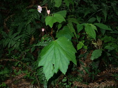 Begonia palmata