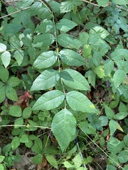 Zanthoxylum