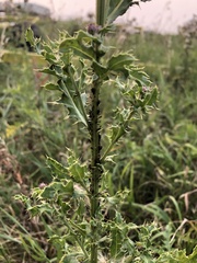 Hemiptera