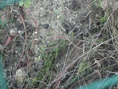 Linaria vulgaris