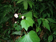 Begonia palmata