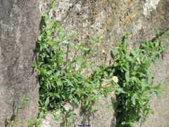 Erigeron karvinskianus