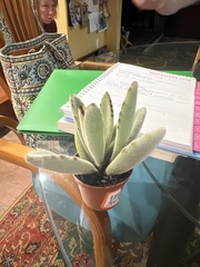 Kalanchoe tomentosa