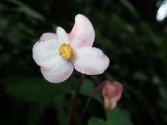 Begonia palmata