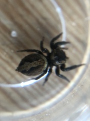 Hasarius adansoni
