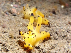 Thecacera