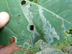 Phyllocnistis populiella