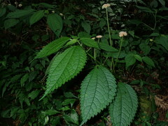 Lecanthus peduncularis