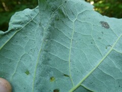 Phyllocnistis populiella