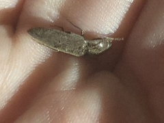 Elateridae