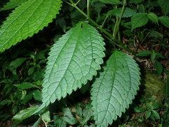 Lecanthus peduncularis
