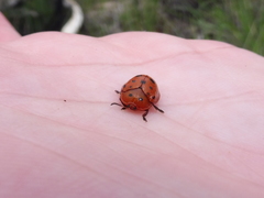 Chelymorpha phytophagica