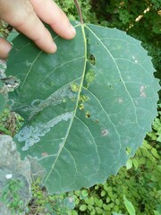 Phyllocnistis populiella