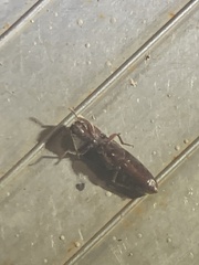 Elateridae