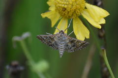 Epipagis fenestralis