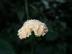 Lecanthus peduncularis