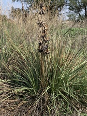 Yucca campestris