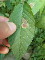 Cameraria corylisella