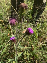Liatris aspera
