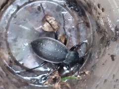 Carabus hortensis