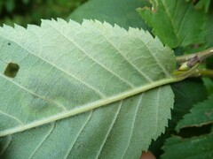 Cameraria corylisella