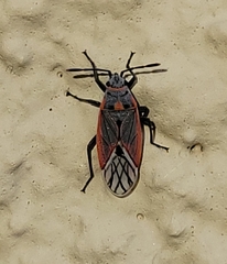 Melacoryphus nigrinervis